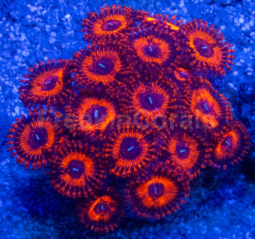 🔥🩸 Molten Ember Zoas