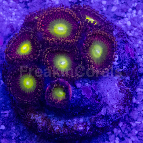 👁️💜 Violet Halo Zoas