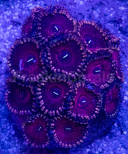 Carregar imagem no visualizador da galeria, 💜🌟 Royal Pulse Zoas