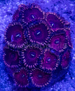 💜🌟 Royal Pulse Zoas