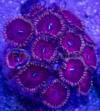Carregar imagem no visualizador da galeria, 💜🌟 Royal Pulse Zoas