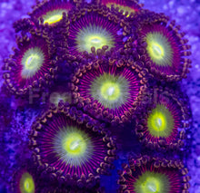 Carregar imagem no visualizador da galeria, 👁️💜 Violet Halo Zoas