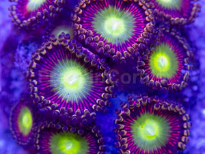 👁️💜 Violet Halo Zoas