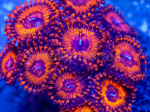 🔥🩸 Molten Ember Zoas