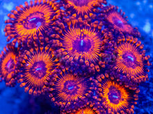 Carregar imagem no visualizador da galeria, 🔥🩸 Molten Ember Zoas