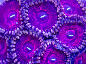 💜🌟 Royal Pulse Zoas