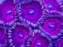 Carregar imagem no visualizador da galeria, 💜🌟 Royal Pulse Zoas