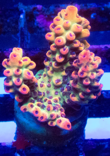 🍓🔥 Aussie Shortcake Acro