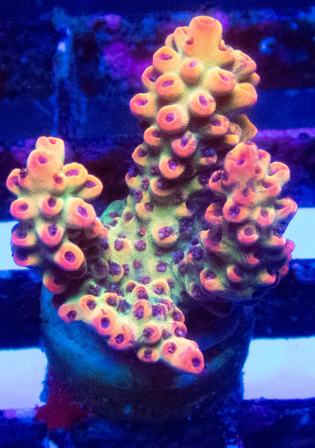 🍓🔥 Aussie Shortcake Acro