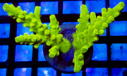 🧪🟢 Toxic Flubber Acropora Frag