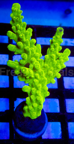 🧪🟢 Toxic Flubber Acropora Frag