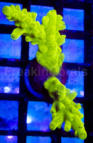 🧪🟢 Toxic Flubber Acropora Frag