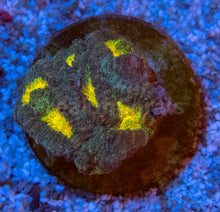 Carregar imagem no visualizador da galeria, FK Mia’s Pot of Gold Favia (Signature Coral)