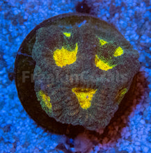 Carregar imagem no visualizador da galeria, FK Mia’s Pot of Gold Favia (Signature Coral)