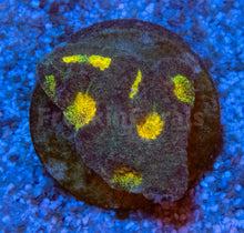 Carregar imagem no visualizador da galeria, FK Mia’s Pot of Gold Favia (Signature Coral)