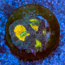 Carregar imagem no visualizador da galeria, FK Mia’s Pot of Gold Favia (Signature Coral)