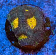 Carregar imagem no visualizador da galeria, FK Mia’s Pot of Gold Favia (Signature Coral)