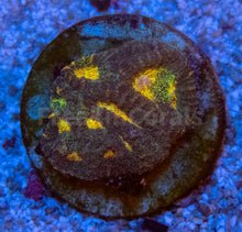 Carregar imagem no visualizador da galeria, FK Mia’s Pot of Gold Favia (Signature Coral)