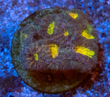 Carregar imagem no visualizador da galeria, FK Mia’s Pot of Gold Favia (Signature Coral)