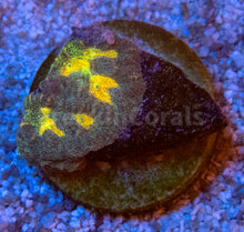 Carregar imagem no visualizador da galeria, FK Mia’s Pot of Gold Favia (Signature Coral)