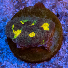 Carregar imagem no visualizador da galeria, FK Mia’s Pot of Gold Favia (Signature Coral)