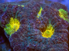 Carregar imagem no visualizador da galeria, FK Mia’s Pot of Gold Favia (Signature Coral)