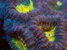 Carregar imagem no visualizador da galeria, FK Mia’s Pot of Gold Favia (Signature Coral)