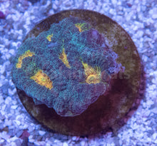 Carregar imagem no visualizador da galeria, FK Mia’s Pot of Gold Favia (Signature Coral)