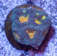 Carregar imagem no visualizador da galeria, FK Mia’s Pot of Gold Favia (Signature Coral)