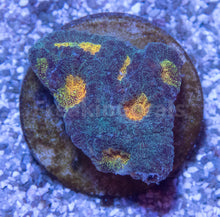 Carregar imagem no visualizador da galeria, FK Mia’s Pot of Gold Favia (Signature Coral)