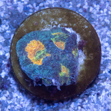 Carregar imagem no visualizador da galeria, FK Mia’s Pot of Gold Favia (Signature Coral)