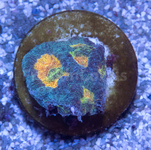 FK Mia’s Pot of Gold Favia (Signature Coral)