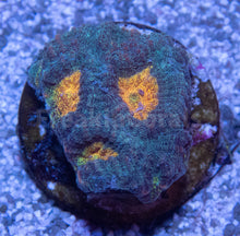 Carregar imagem no visualizador da galeria, FK Mia’s Pot of Gold Favia (Signature Coral)