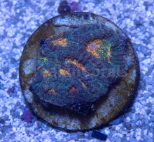 Carregar imagem no visualizador da galeria, FK Mia’s Pot of Gold Favia (Signature Coral)