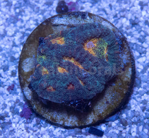 FK Mia’s Pot of Gold Favia (Signature Coral)