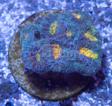 Carregar imagem no visualizador da galeria, FK Mia’s Pot of Gold Favia (Signature Coral)