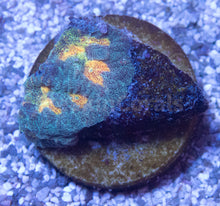 Carregar imagem no visualizador da galeria, FK Mia’s Pot of Gold Favia (Signature Coral)