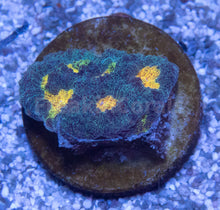 Carregar imagem no visualizador da galeria, FK Mia’s Pot of Gold Favia (Signature Coral)