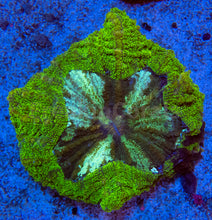 Carregar imagem no visualizador da galeria, Green Stripes Acanthophyllia Deshayesiana LPS670