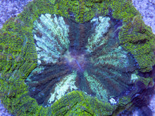 Carregar imagem no visualizador da galeria, Green Stripes Acanthophyllia Deshayesiana LPS670