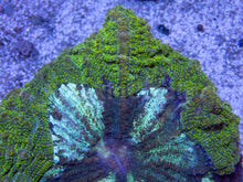 Carregar imagem no visualizador da galeria, Green Stripes Acanthophyllia Deshayesiana LPS670