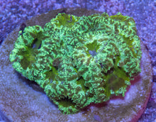 Carregar imagem no visualizador da galeria, FK Toxic Green Chaos Blastomussa Welsi (Very Rare Color)