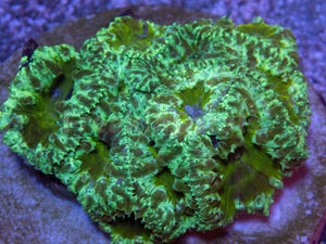 FK Toxic Green Chaos Blastomussa Welsi (Very Rare Color)