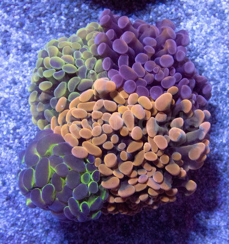 🌈⚡ Prismfire Hammer Euphyllia paraancora (Ultra Combo Cultured)