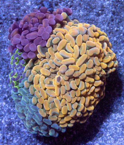 🌈⚡ Prismfire Hammer Euphyllia paraancora (Ultra Combo Cultured)