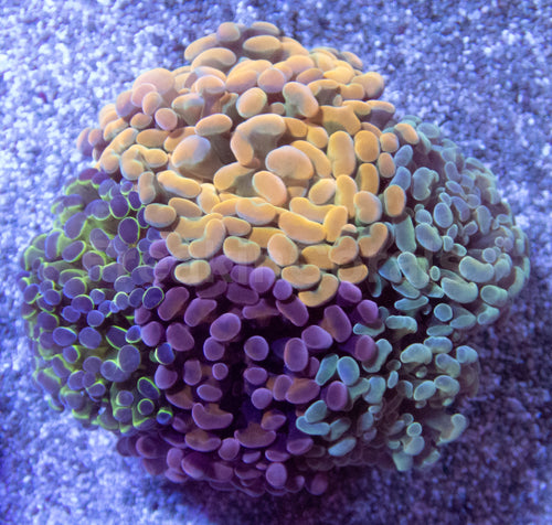 🌈⚡ Prismfire Hammer Euphyllia paraancora (Ultra Combo Cultured)