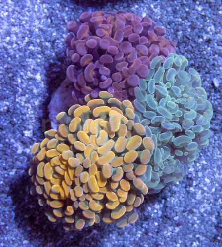 🌈⚡ Prismfire Hammer Euphyllia paraancora (Ultra Combo Cultured)