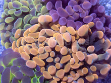 Carregar imagem no visualizador da galeria, 🌈⚡ Prismfire Hammer Euphyllia paraancora (Ultra Combo Cultured)