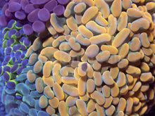 Carregar imagem no visualizador da galeria, 🌈⚡ Prismfire Hammer Euphyllia paraancora (Ultra Combo Cultured)