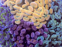 Carregar imagem no visualizador da galeria, 🌈⚡ Prismfire Hammer Euphyllia paraancora (Ultra Combo Cultured)